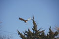 Redtail hawk in back yard