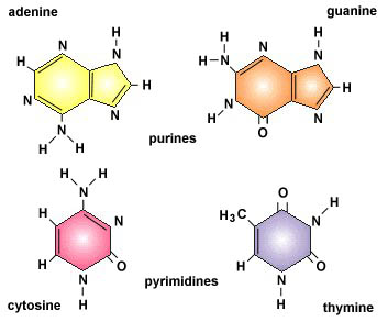 Nucleotides.jpg