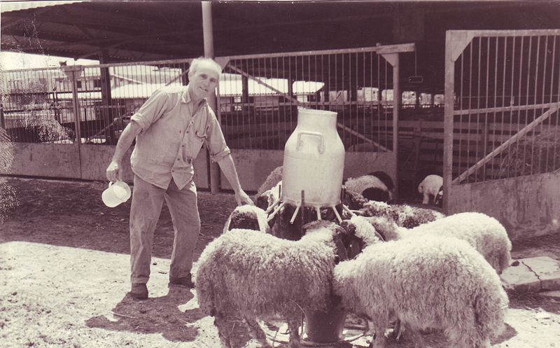 File:Agriculture Animal Industries at Kibbutz Ramat Yohanan .jpg