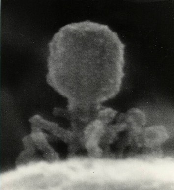 File:Tanaka 1984 T2-bacteriophages.jpg
