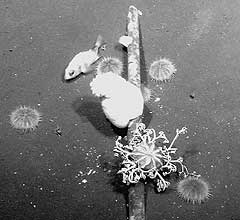 File:Submarine Telegraphy NOAA MBARI 2003 ATOC Pioneer Seamont Cable.jpg