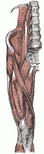 File:1918 edition of Gray's Anatomy of the Human Body, fig 430.gif