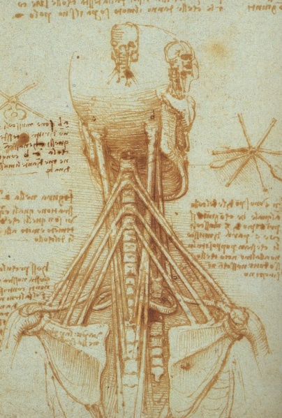 File:Leonardo Anatomy of the Neck, c. 1515.jpg