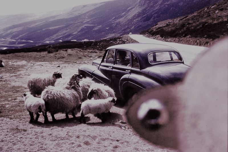File:Daimler Sheep.JPG