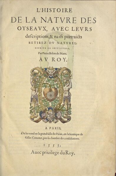 File:French petroleum - Fig. 1 Belon 1555.jpg