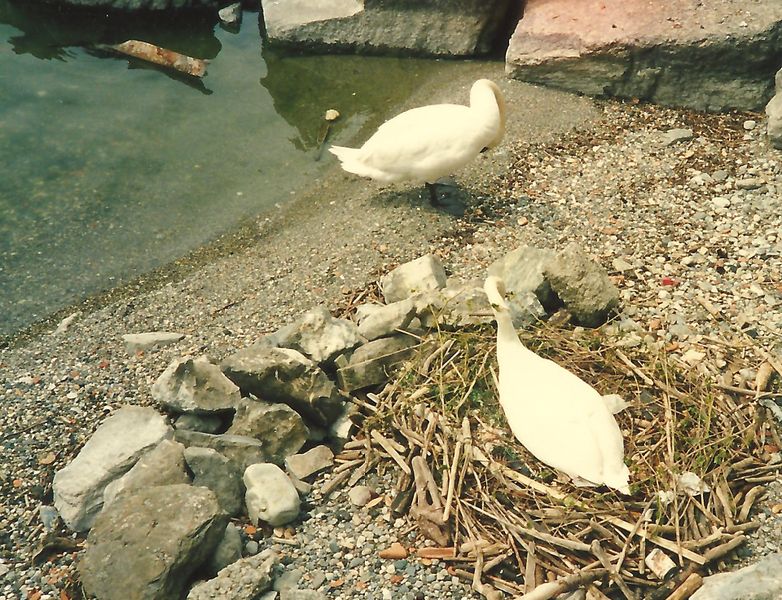 File:Swans Lausanne.jpg
